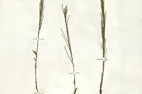 Arabis hirsuta (L.) Scop. subsp. hirsuta -  RO-HSepv 16032 photo