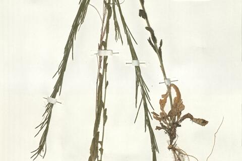 Arabis hirsuta (L.) Scop. var. hirsuta -  RO-HSepv 16031 photo