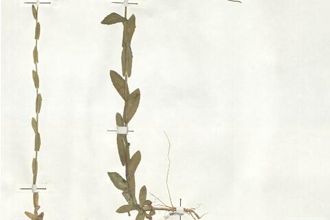 Arabis nova Vill.  -  RO-HSepv 18991 photo