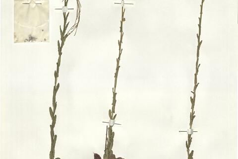 Arabis planisiliqua (Pers.) Reichenb.  -  RO-HSepv 16033 photo