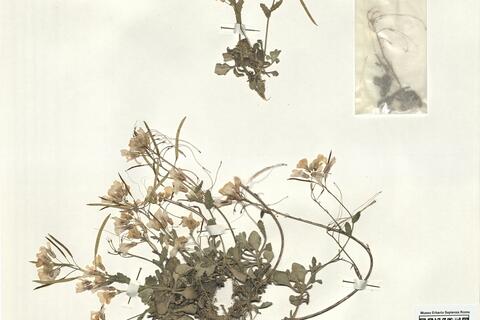 Arabis purpurea Sm. -  RO-HSepv 16034 photo