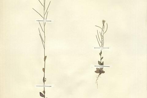 Arabis recta Vill. -  RO-HSepv 13094 photo