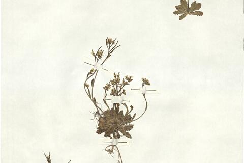 Arabis scabra All. -  RO-HSepv 16937 photo