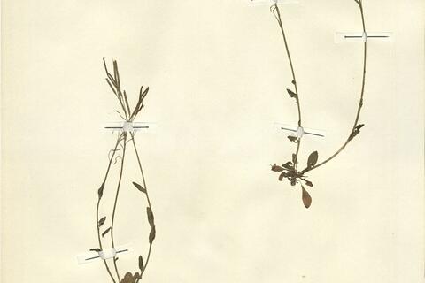 Arabis soyeri Reut. & Huet subsp. subcoriacea (Gren.) Breistr. -  RO-HSepv 13095 photo