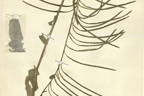 Arabis turrita L. var. leiocarpa Rouy  -  RO-HSepv 13096 photo