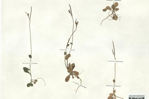 Arabis verna (L.) R. Brown var. verna  -  RO-HSepv 17922  photo