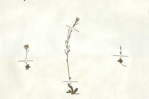 Arabis vochinensis Spreng. -  RO-HSepv 16938 photo