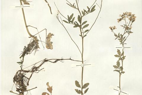 Cardamine amara L.  -  RO-HSepv 14070 photo