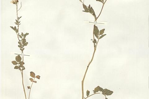 Cardamine amara L.  -  RO-HSepv 14069 photo