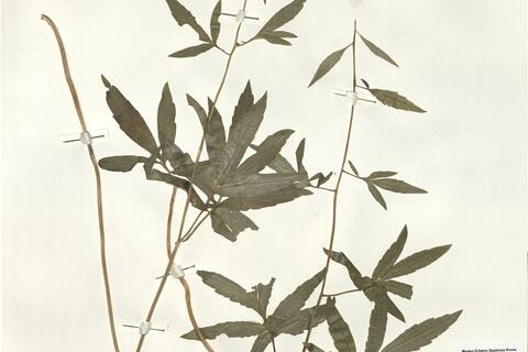 Cardamine bulbifera (L.) Crantz  -  RO-HSepv 16043 photo