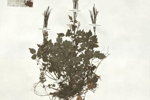 Cardamine chelidonia L.  -  RO-HSepv 18997 photo
