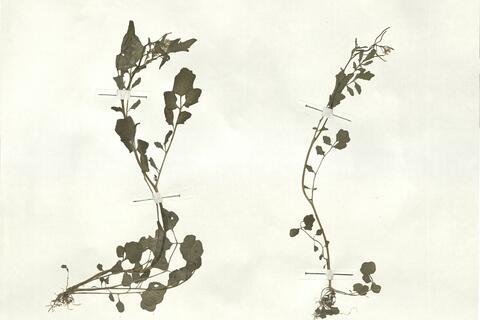 Cardamine flexuosa With. -  RO-HSepv 17927 photo