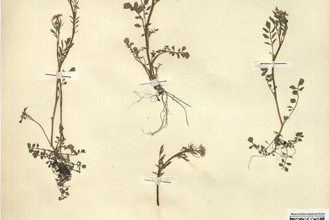 Cardamine flexuosa With. - RO-HSepv 11253 photo