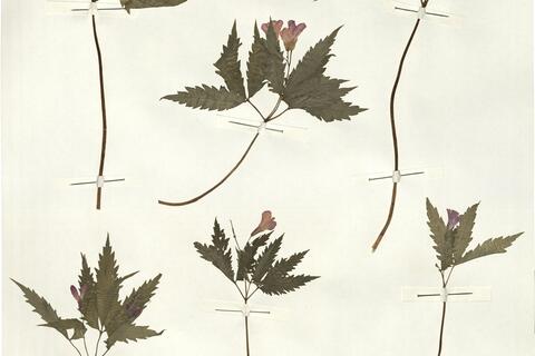 Cardamine glanduligera O. Schwarz -  RO-HSepv 15056 photo