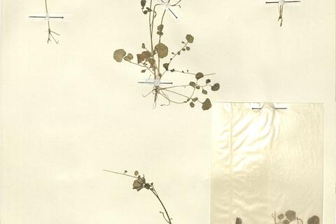 Cardamine hirsuta L.  -  RO-HSepv 13112 photo