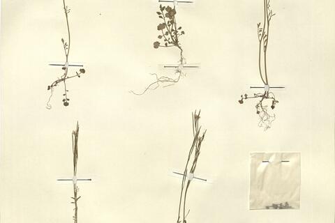 Cardamine hirsuta L.  -  RO-HSepv 13111 photo