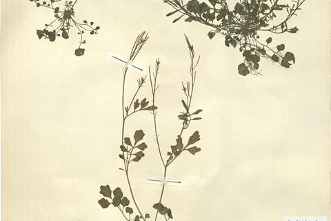 Cardamine hirsuta L. - RO-HSepv 12174 photo