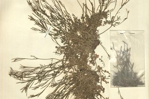 Cardamine hirsuta L.  -  RO-HSepv 11254 photo