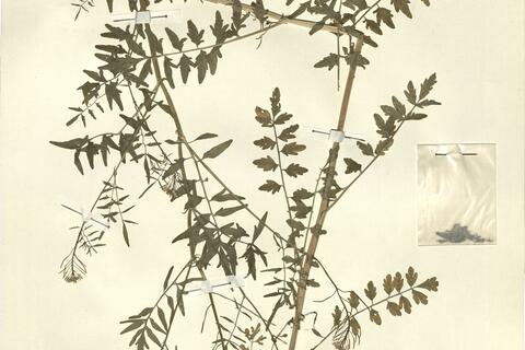 Cardamine impatiens L. -  RO-HSepv 13113 photo