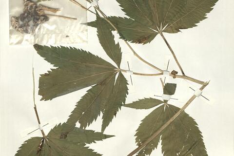 Cardamine pentaphyllos (L.) Crantz -  RO-HSepv 15057 photo