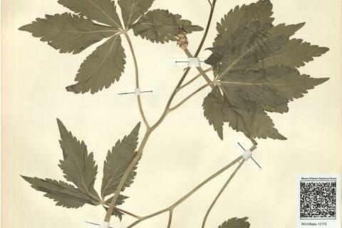 Cardamine pentaphyllos (L.) Crantz -  RO-HSepv 12175 photo