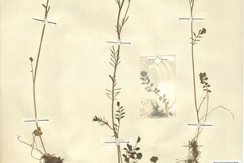 Cardamine pratensis L. subsp. pratensis -  RO-HSepv 12178 photo