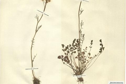 Cardamine pratensis L. subsp. pratensis -  RO-HSepv 12177 photo