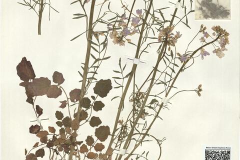 Cardamine pratensis L. subsp. picra De Langhe & D'hose -  RO-HSepv 16044 photo