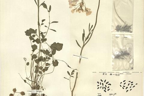Cardamine pratensis L. subsp. picra De Langhe & D'hose -  RO-HSepv 12176 photo