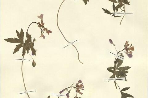 Cardamine quinquefolia (Bieb.) Schmalh.  -  RO-HSepv 13114 photo