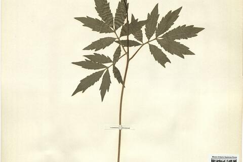 Cardamine quinquefolia (Bieb.) Schmalh.  -  RO-HSepv 12179 photo