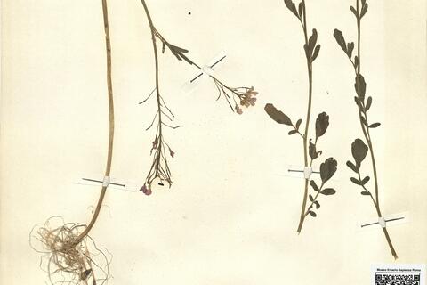 Cardamine raphanifolia Pourr. subsp. acris (Griseb.) O.E. Schulz -  RO-HSepv 11255 photo