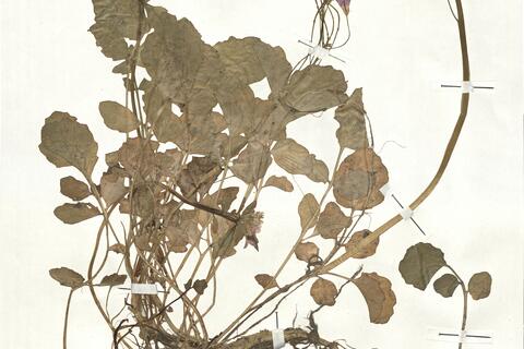 Cardamine raphanifolia Pourr.  -  RO-HSepv 17928 photo