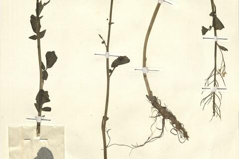 Cardamine raphanifolia Pourr.  -  RO-HSepv 13115 photo