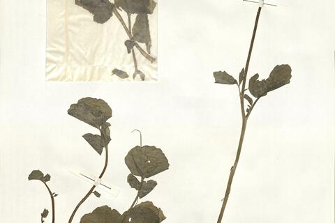 Cardamine raphanifolia Pourr. subsp. raphanifolia  -  RO-HSepv 15060 photo