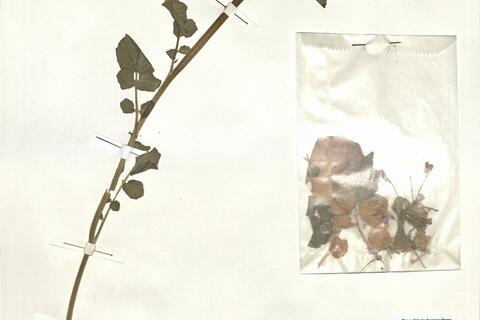 Cardamine raphanifolia Pourr. subsp. raphanifolia  -  RO-HSepv 15059 photo