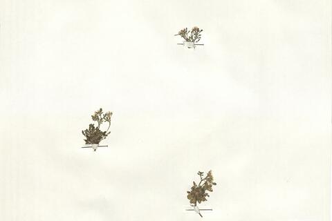 Cardamine resedifolia L.  -  RO-HSepv 16046 photo