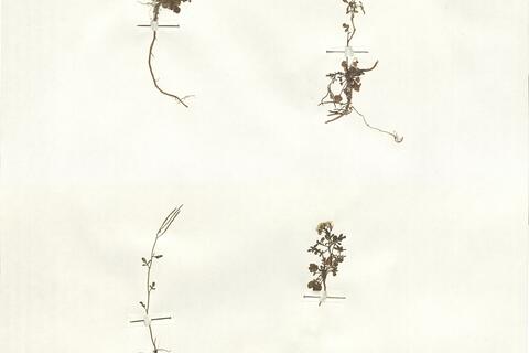 Cardamine resedifolia L.  -  RO-HSepv 16045 photo