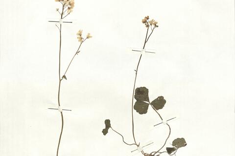 Cardamine trifolia L. -  RO-HSepv 16946 photo