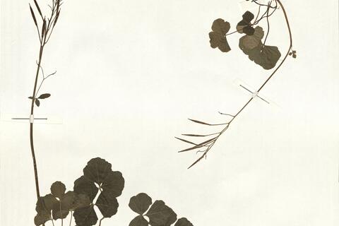 Cardamine trifolia L. -  RO-HSepv 15061 photo