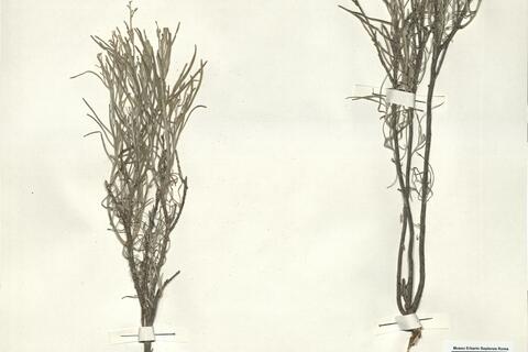 Parolinia intermedia Svent. & Bramwell -  RO-HSepv 15088 photo