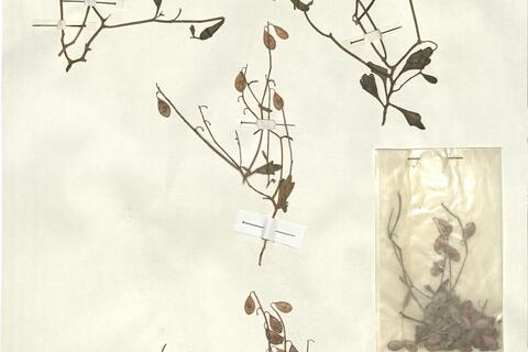 Ricotia isatoides (Barbey) Burtt - RO-HSepv 13138 photo