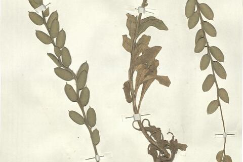 Fibigia clypeata (L.) Medic. - RO-HSepv 13130 photo