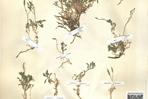 Aubrieta intermedia Heldr. & Orph. ex Boiss. - RO-HSepv 12167 photo