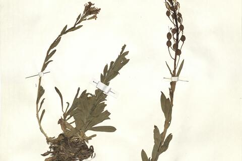 Alyssoides utriculata (L.) Moench -  RO-HSepv 15037 photo