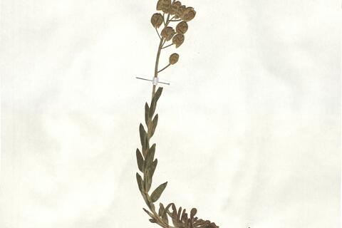 Alyssoides utriculata (L.) Moench -  RO-HSepv 17921 photo