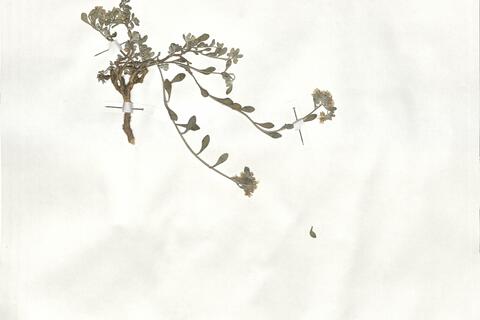 Alyssum akamasicum B.L. Burtt -  RO-HSepv 18981 photo