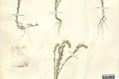 Alyssum alyssoides (L.) L. - RO-HSepv 12165 photo