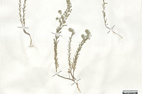 Alyssum alyssoides (L.) L. -  RO-HSepv 18982 photo