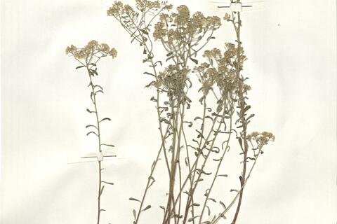 Alyssum bertolonii Desv. subsp. bertolonii - RO-HSepv 14055 photo